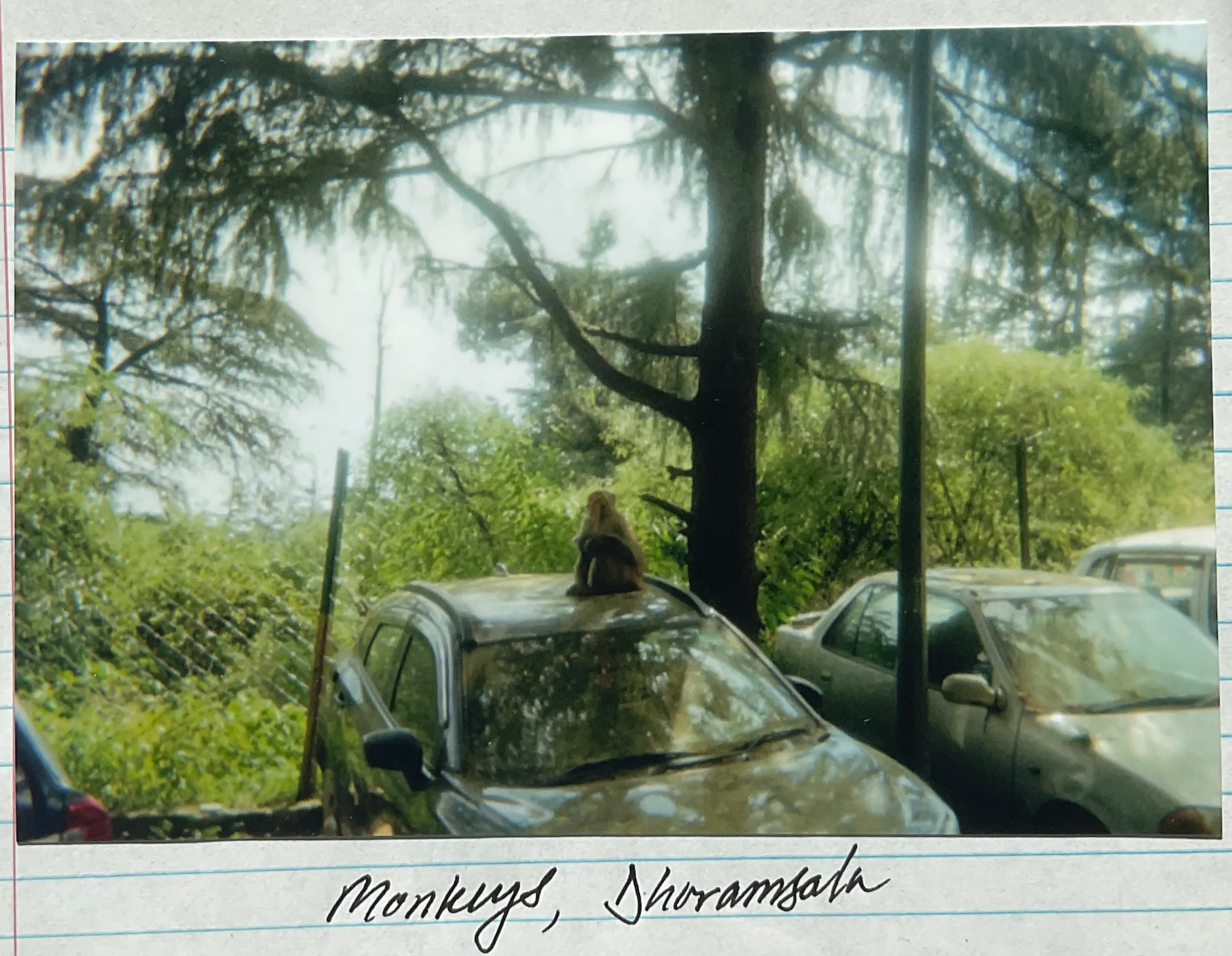 Monkeys in Dharamsala